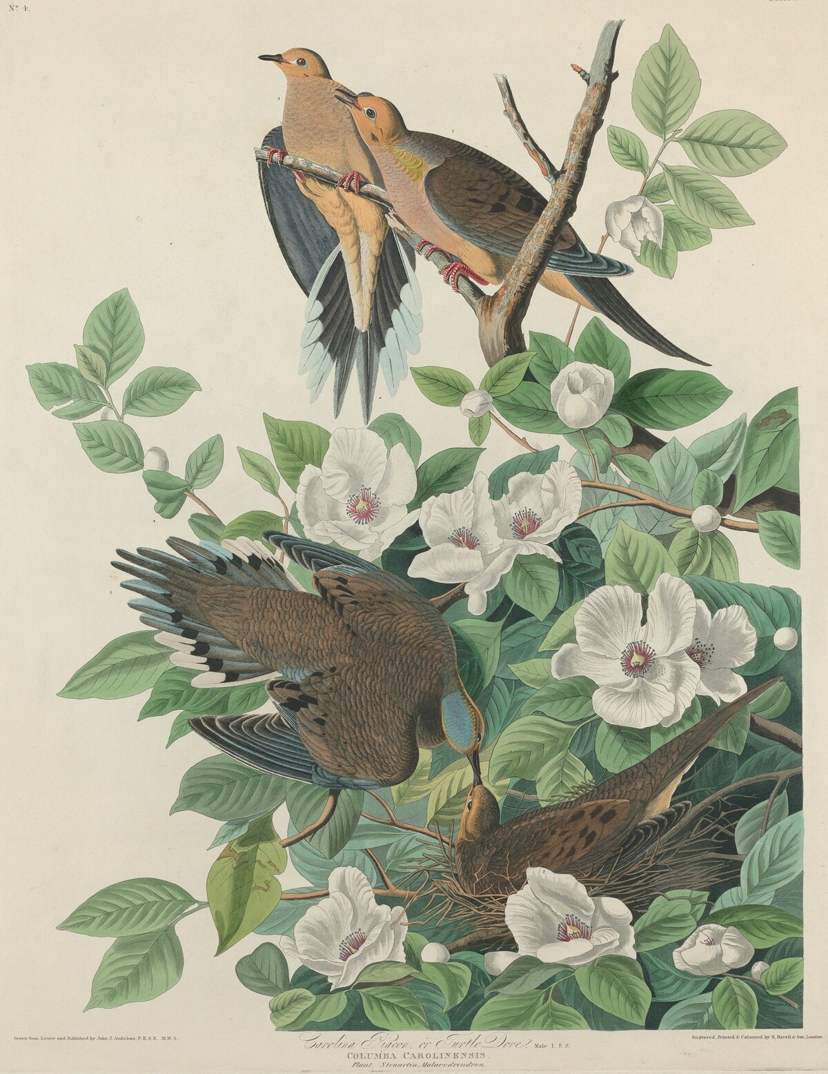 Carolina Pigeon or Turtle Dove by Robert Havell after John James Audubon