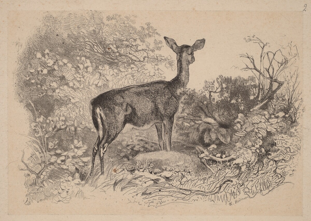 Une biche by Karl Bodmer