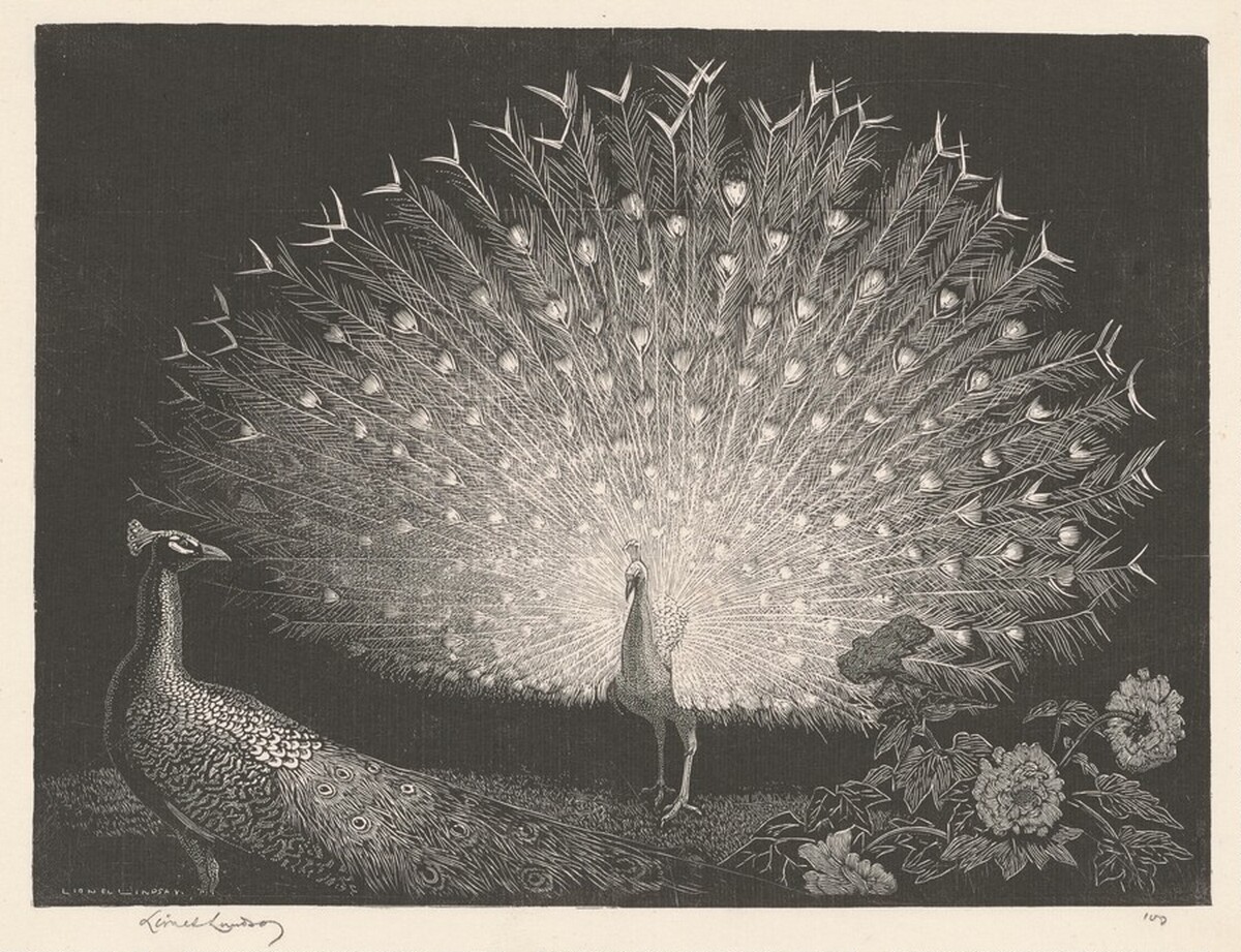The White Fan by Lionel Lindsay