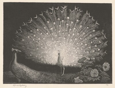 The White Fan