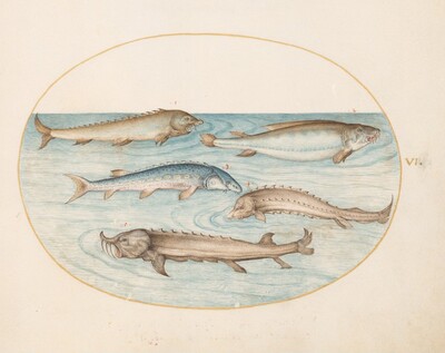 Plate 6: Five Catfish and Sturgeon(?)