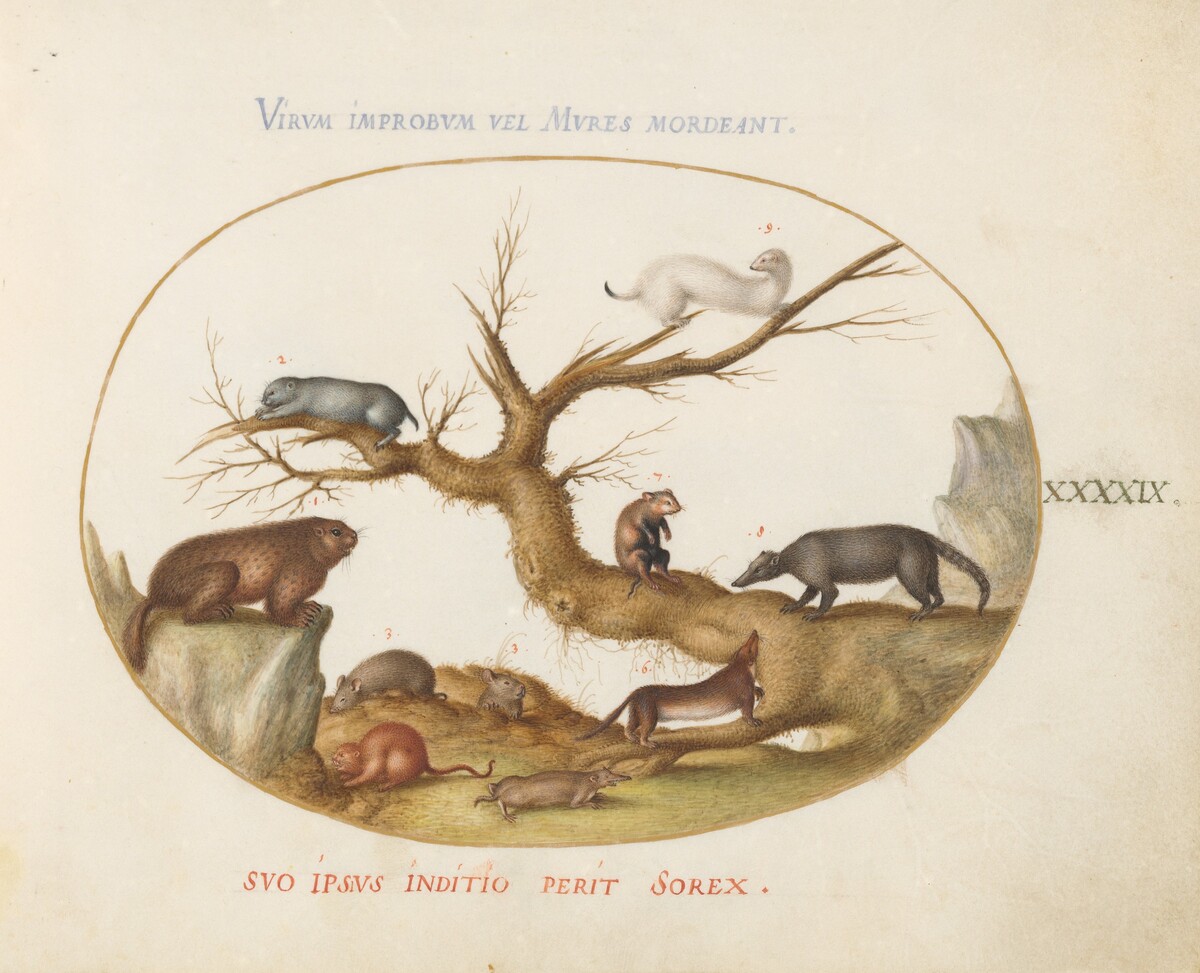 Plate 49: Marmot, Hamsters, Rat, Field Mouse, Shrew, and a Coatimundi by Joris Hoefnagel