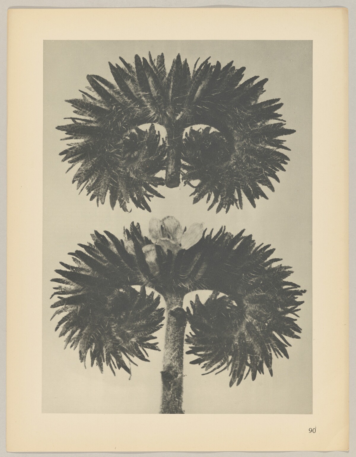 Phacelia tanacetifolia by Karl Blossfeldt
