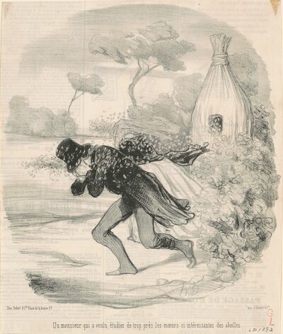 Un monsieur qui voulu étudier ... les moeurs ... des abeilles