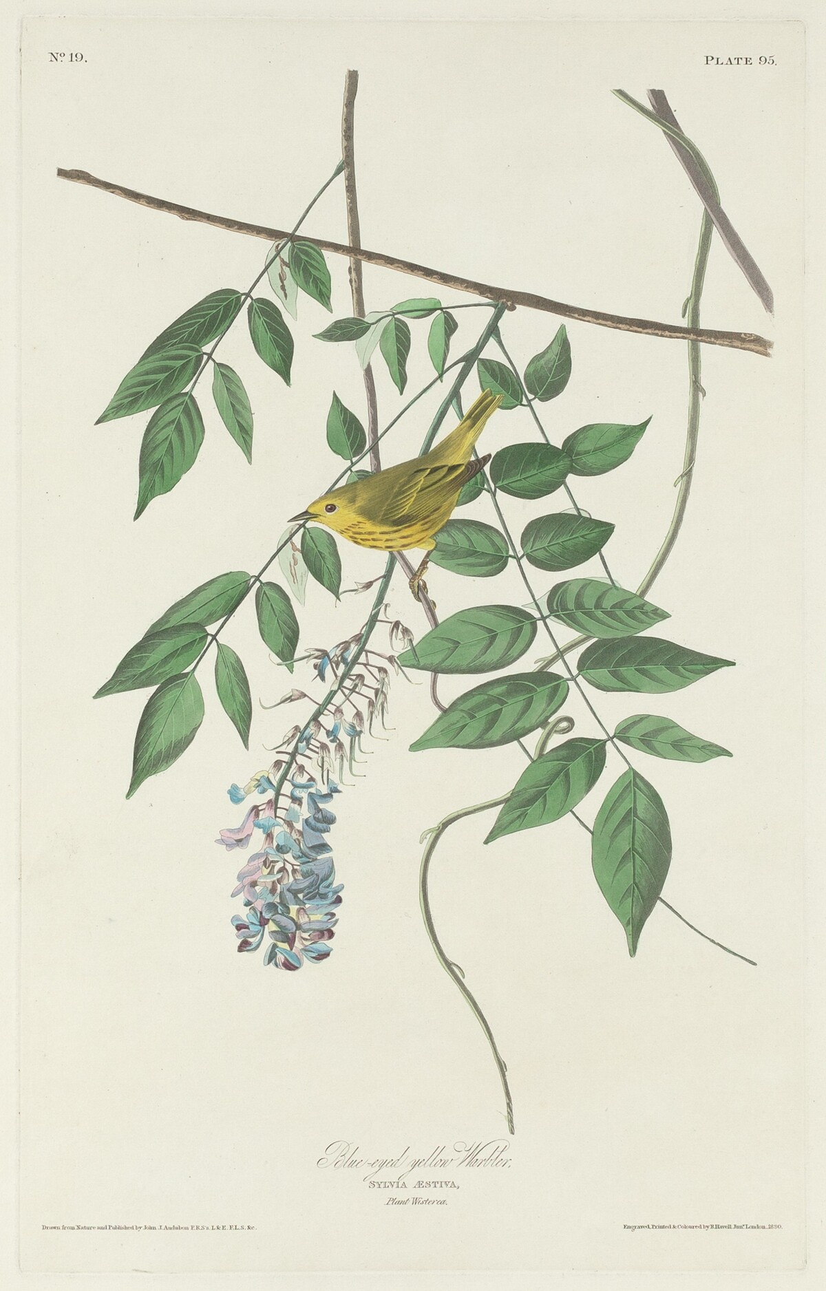 Blue-eyed Yellow Warbler by Robert Havell after John James Audubon