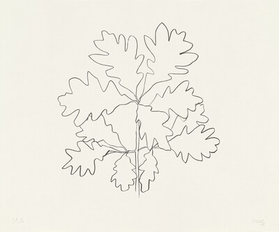 Oak VI