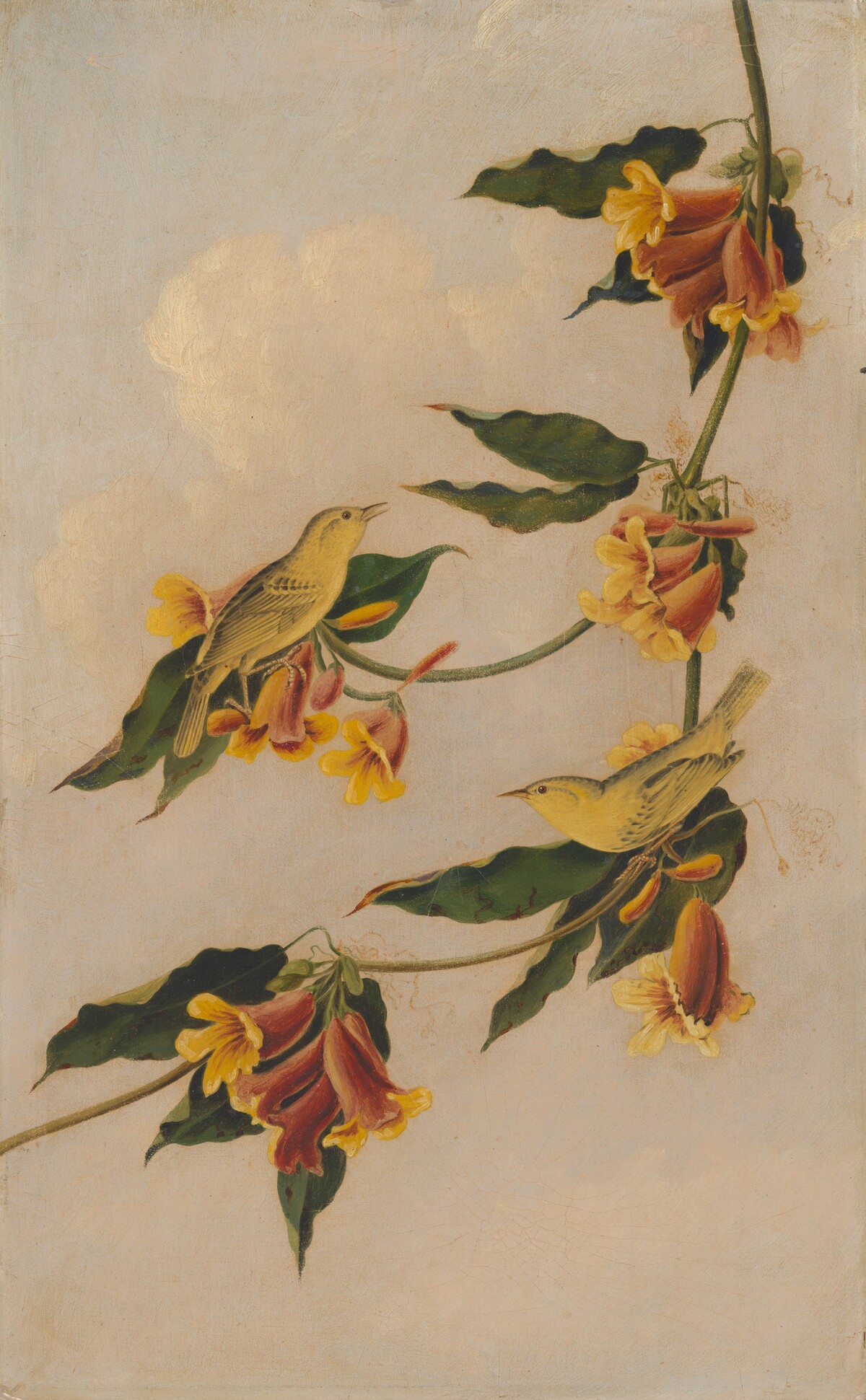 Yellow Warbler by Joseph Bartholomew Kidd, after John James Audubon