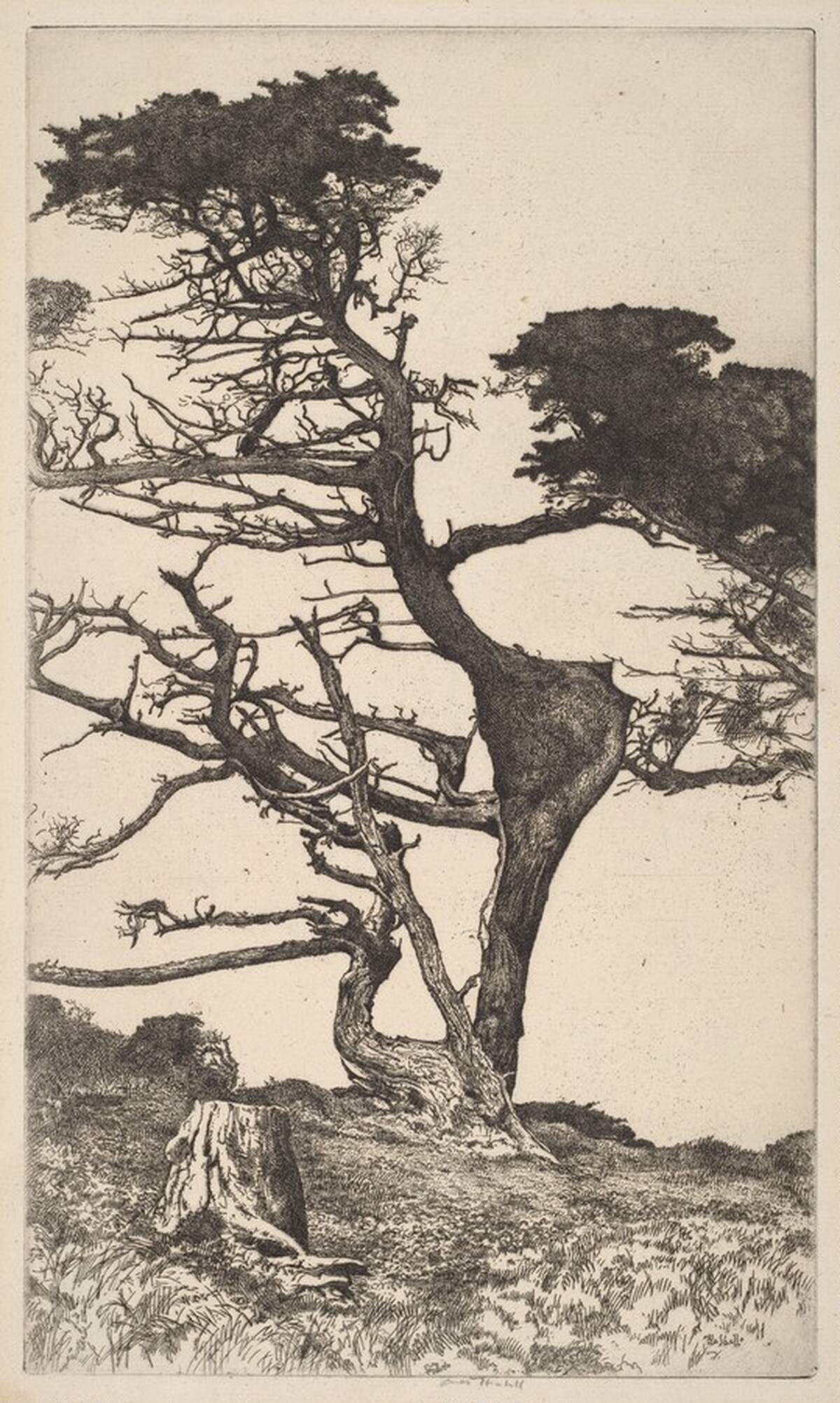 Lone Tree by Ernest Haskell