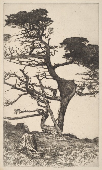 Lone Tree