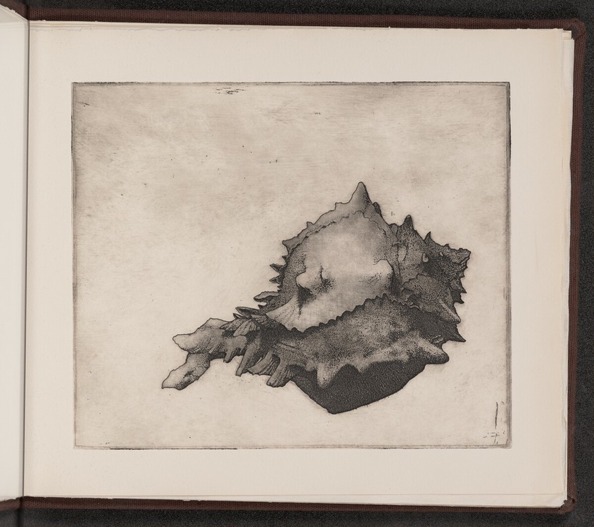 Murex denudatus by Charles Arthur Wells, Jr.