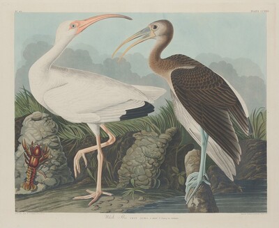 White Ibis