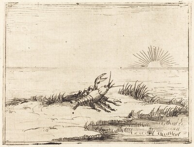 Crayfish Looking at the Sun