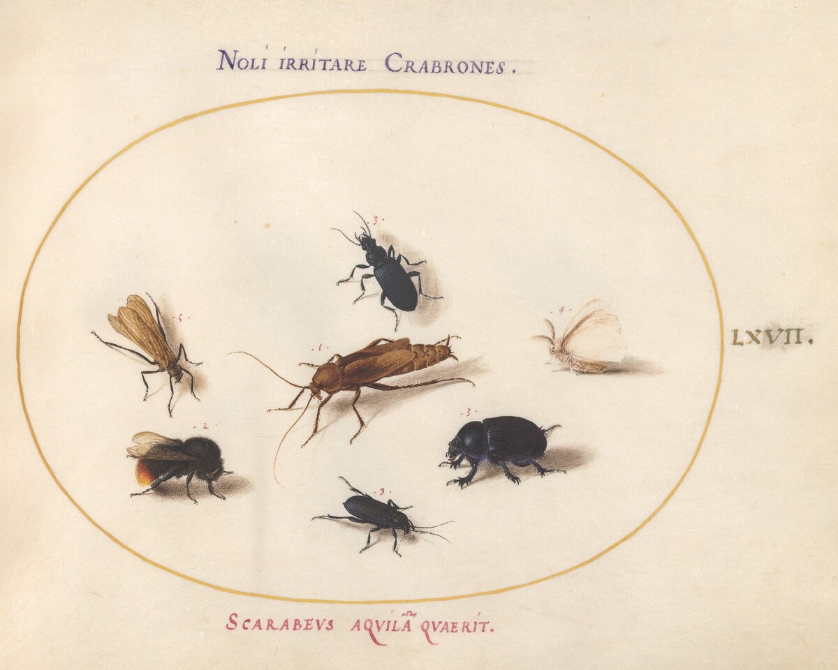 Plate 67: Seven Insects, Including a White Butterfly and a Bee by Joris Hoefnagel