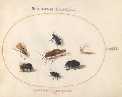 Plate 67: Seven Insects, Including a White Butterfly and a Bee
