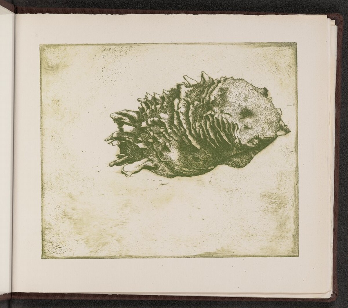 Spondylus dominicensis by Charles Arthur Wells, Jr.