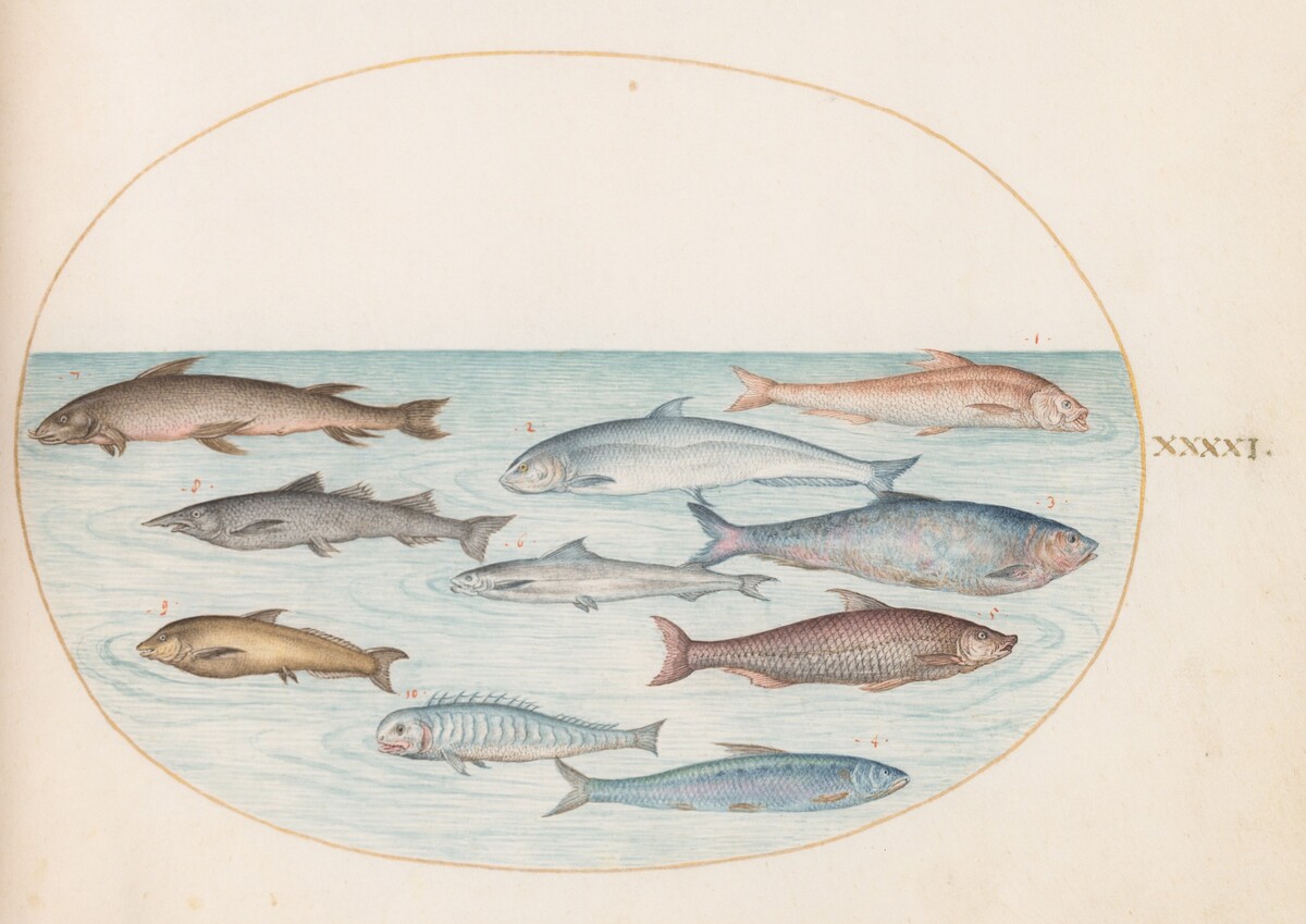 Plate 41: Whitefish(?) and Other Fish by Joris Hoefnagel
