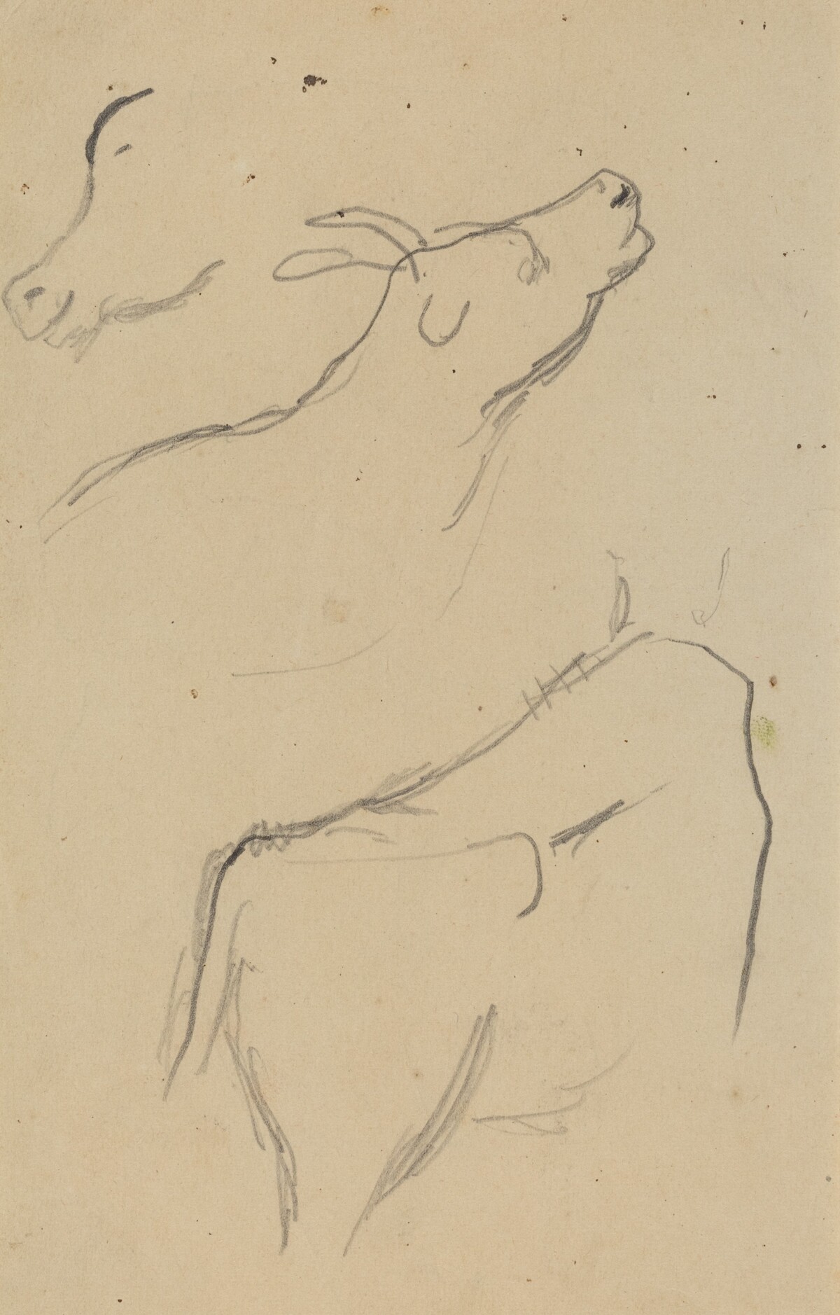 Studies of a Cow [verso] by Paul Gauguin