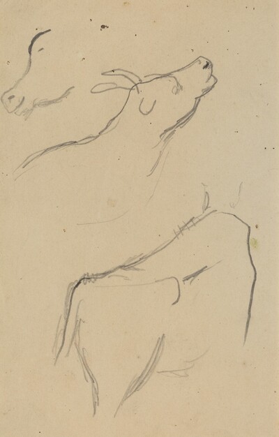 Studies of a Cow [verso]