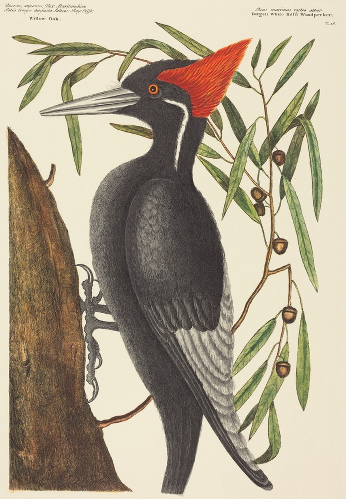 The Largest White Billed Woodpecker (Picus principalis) by after Mark Catesby