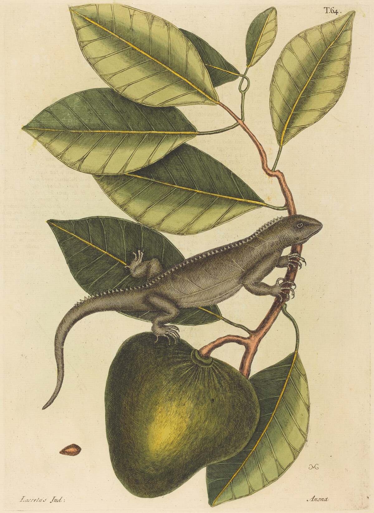 The Guana (Lacerta Iguana) by Mark Catesby