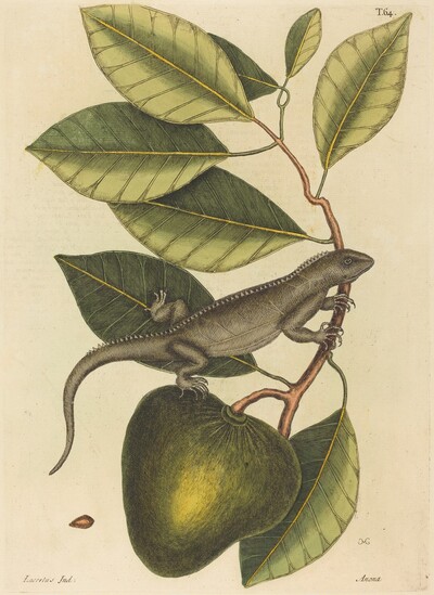 The Guana (Lacerta Iguana)