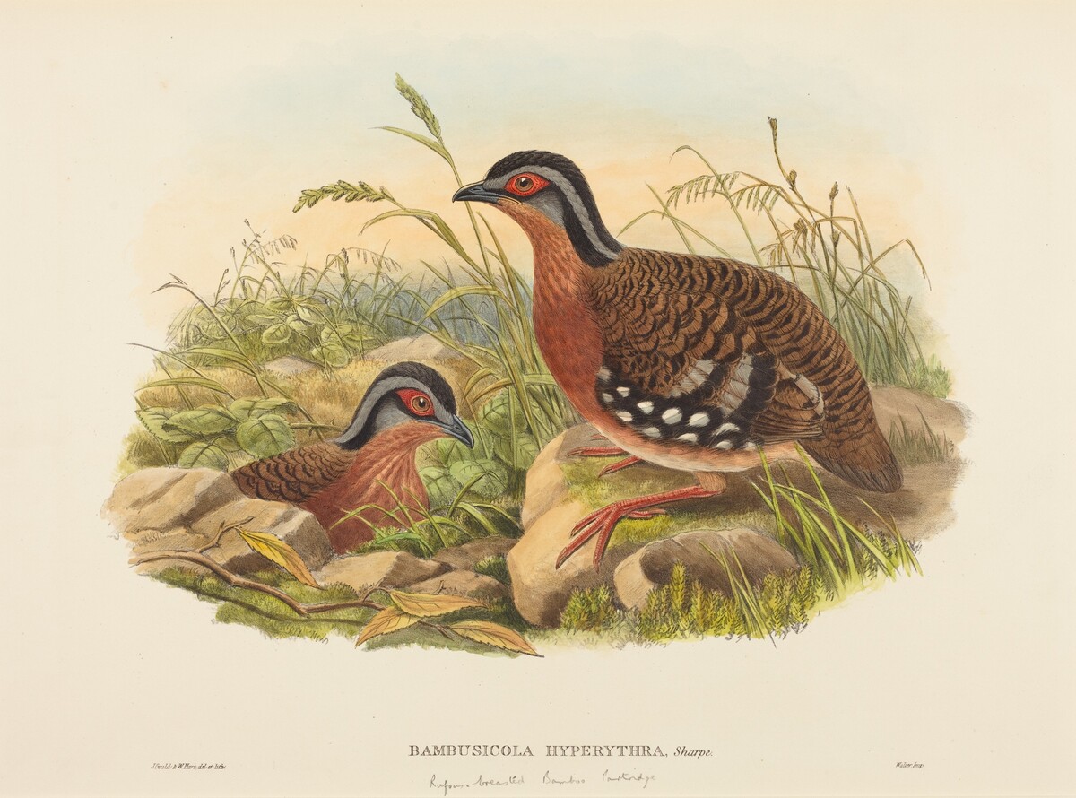 Rufous-breasted Bamboo Partridge (Bambusicola Hyperythra) by John Gould and W. Hart