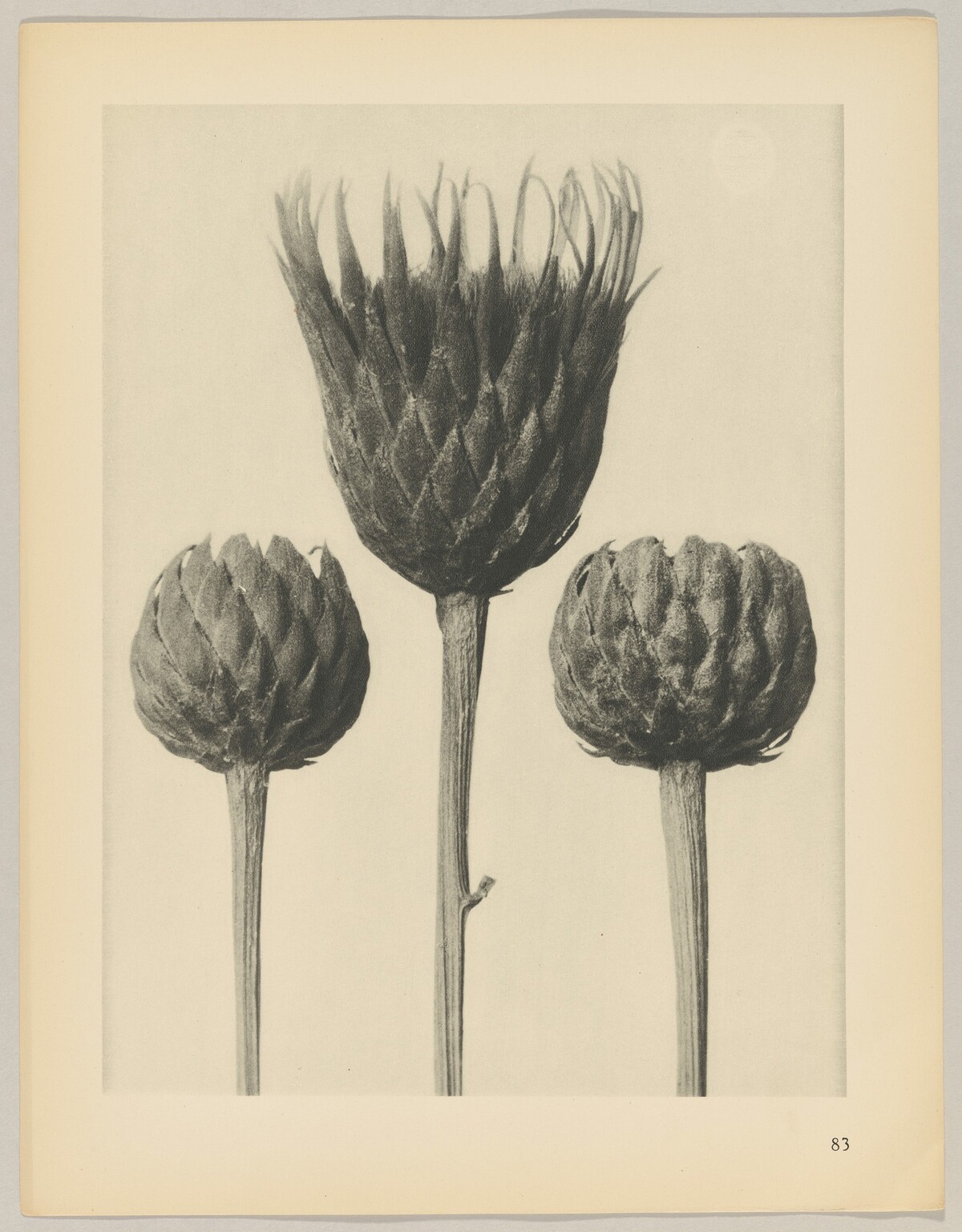 Serratula nudicaulis by Karl Blossfeldt