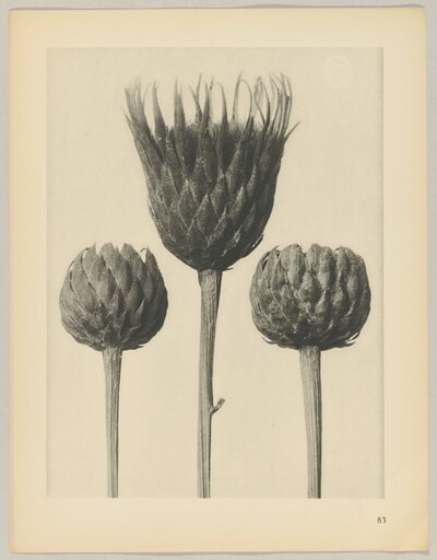 Serratula nudicaulis
