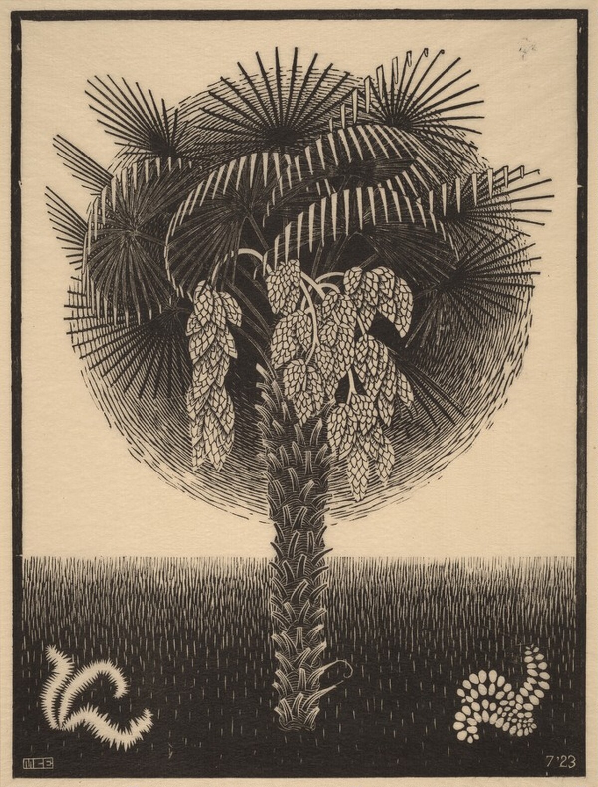 Palm Tree by M.C. Escher