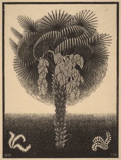 Palm Tree