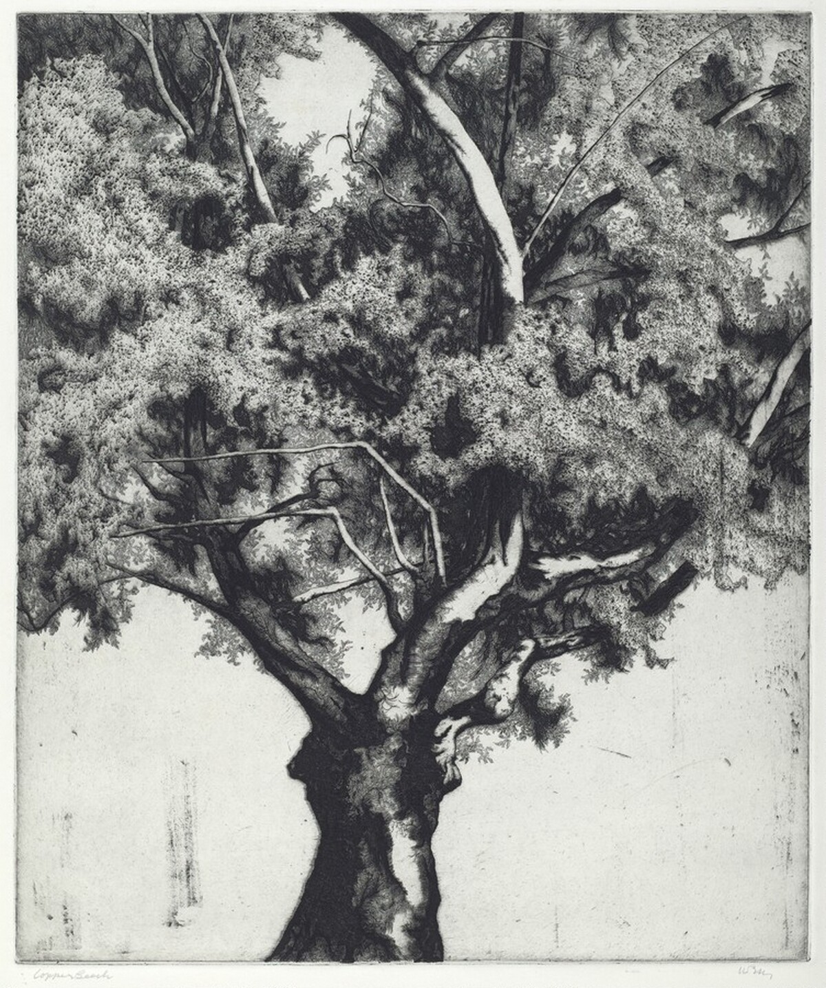 Copper Beech by Charles Arthur Wells, Jr.