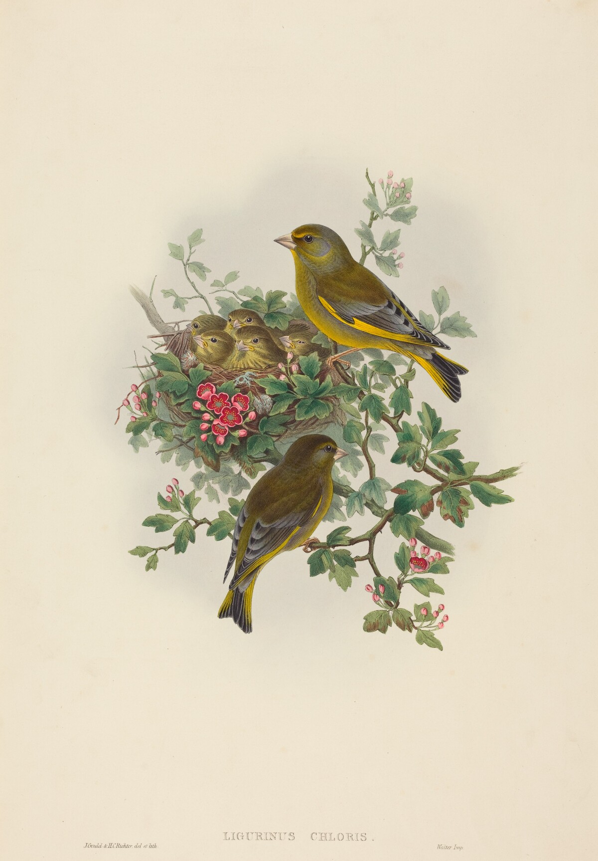 Ligurinus chloris (Greenfinch) by John Gould and H.C. Richter