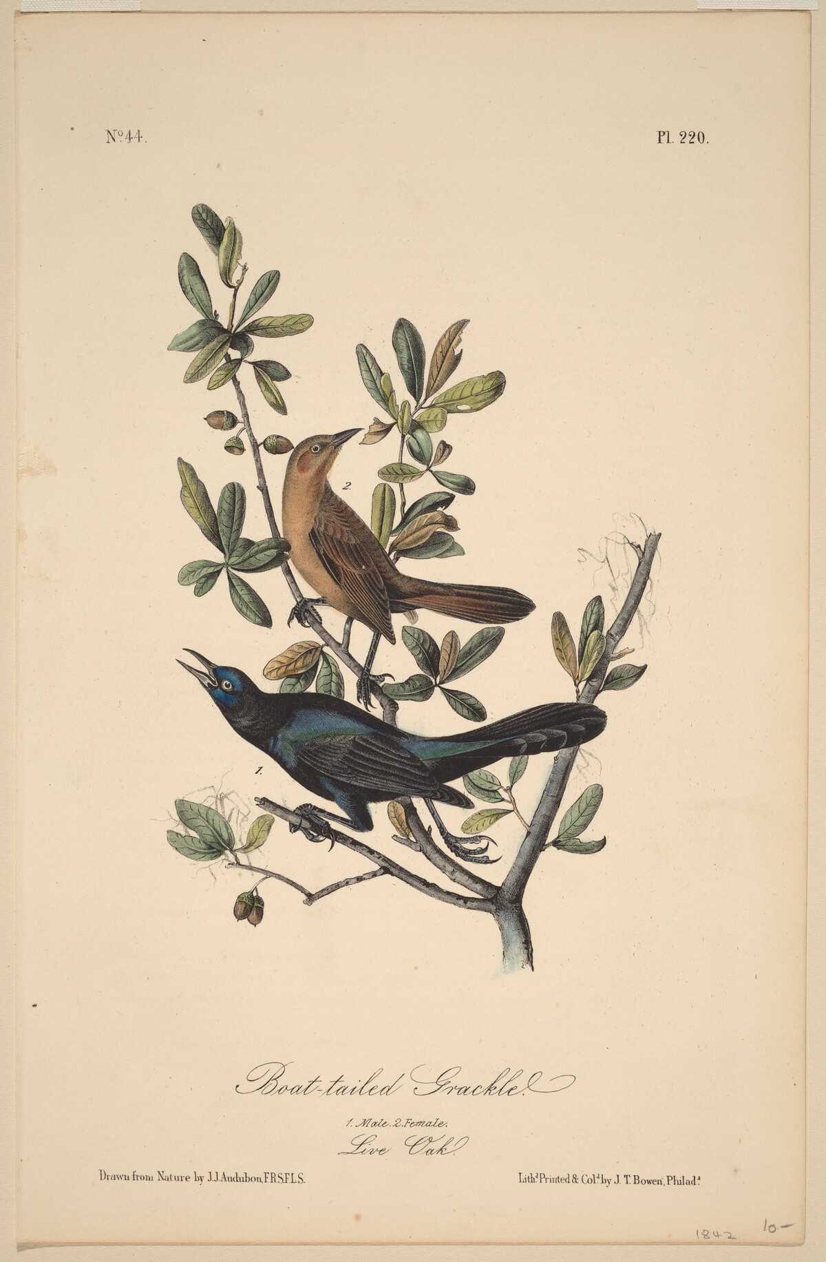 Boat-Tailed Grackle by John T. Bowen, after John James Audubon
