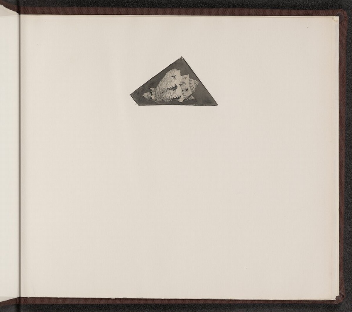 Volutilithes spinosus by Charles Arthur Wells, Jr.