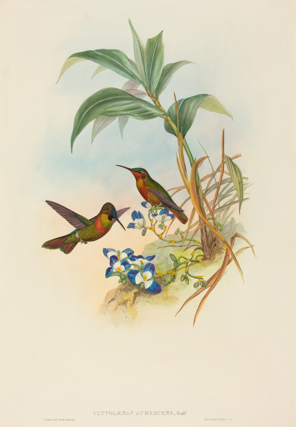 Clytolaema aurescens (Banded Ruby or Gould's Ruby) by John Gould and H.C. Richter