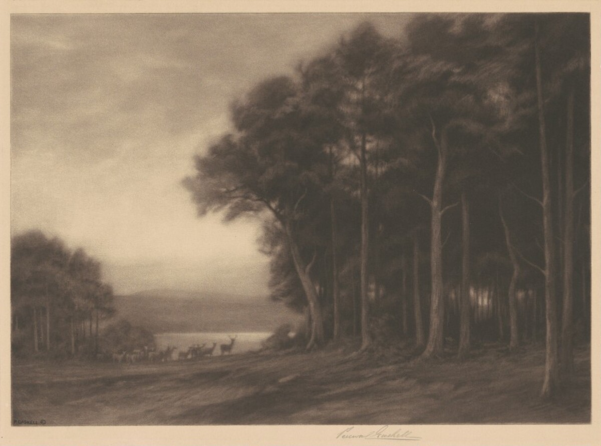 The Forest by Percival Gaskell