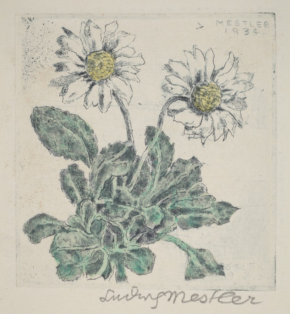 Daisy by Ludwig Mestler