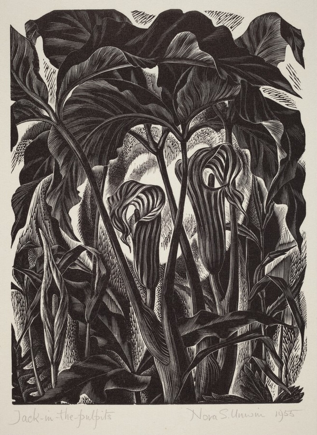 Jack-in-the-Pulpits by Nora Spicer Unwin