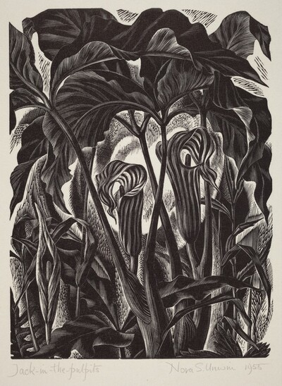 Jack-in-the-Pulpits