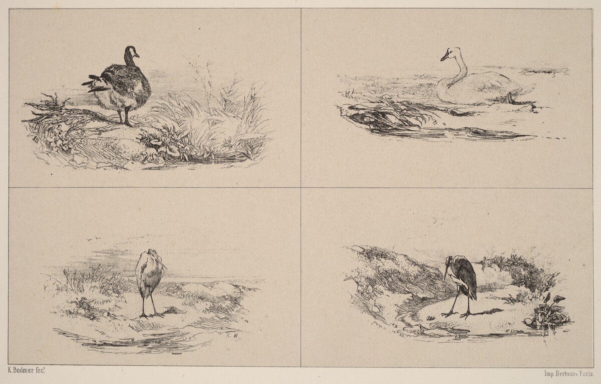 Oies, Cygnes, herons by Karl Bodmer