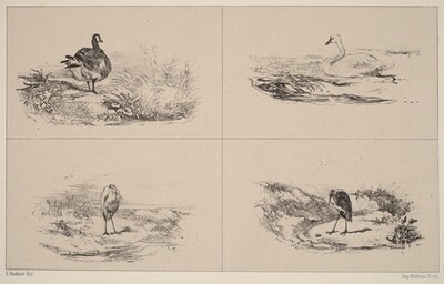 Oies, Cygnes, herons