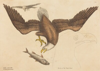The Bald Eagle (Falco leucocephalus)