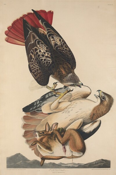 Red Tailed Hawk