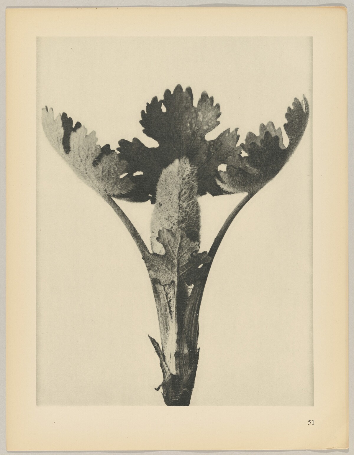 Macleya cordata by Karl Blossfeldt