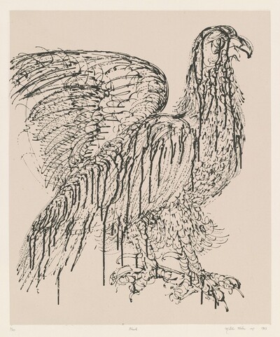 Hawk