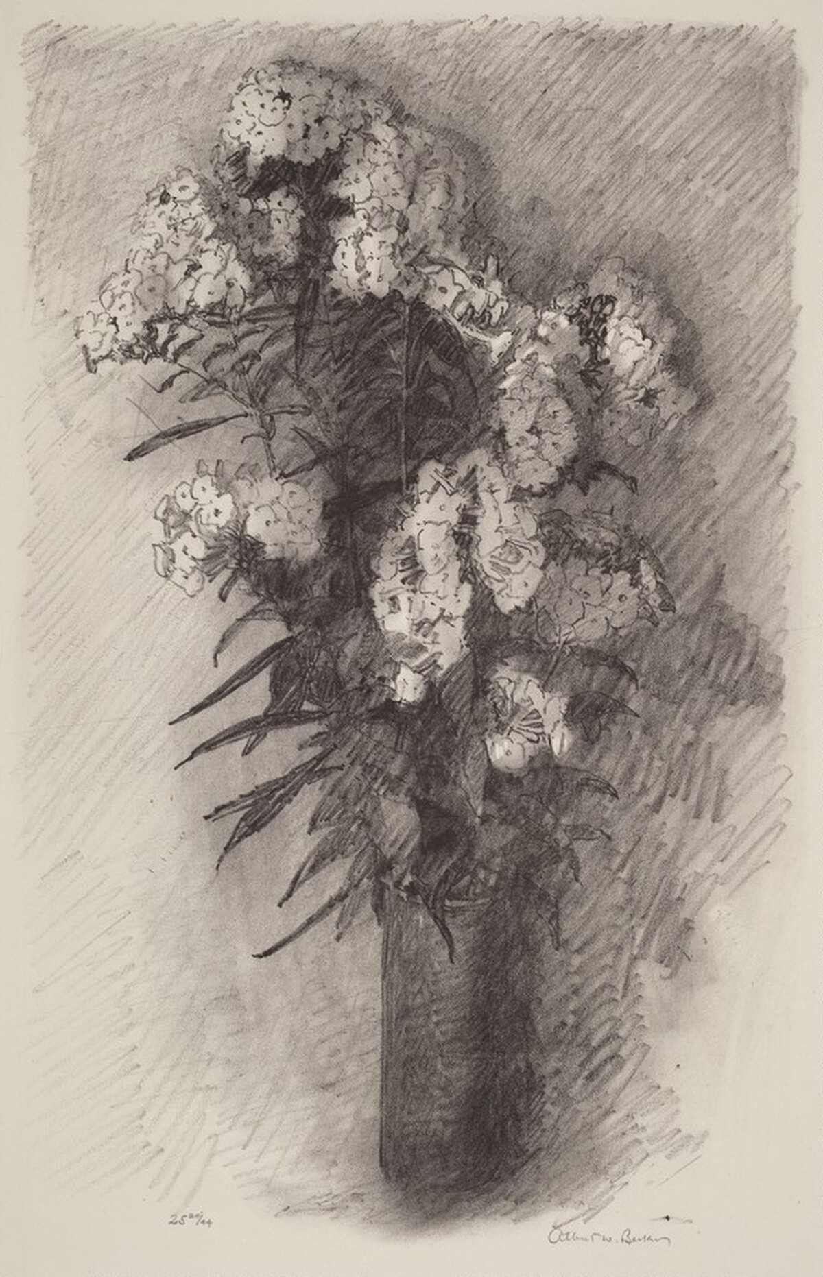 Phlox by Albert W. Barker