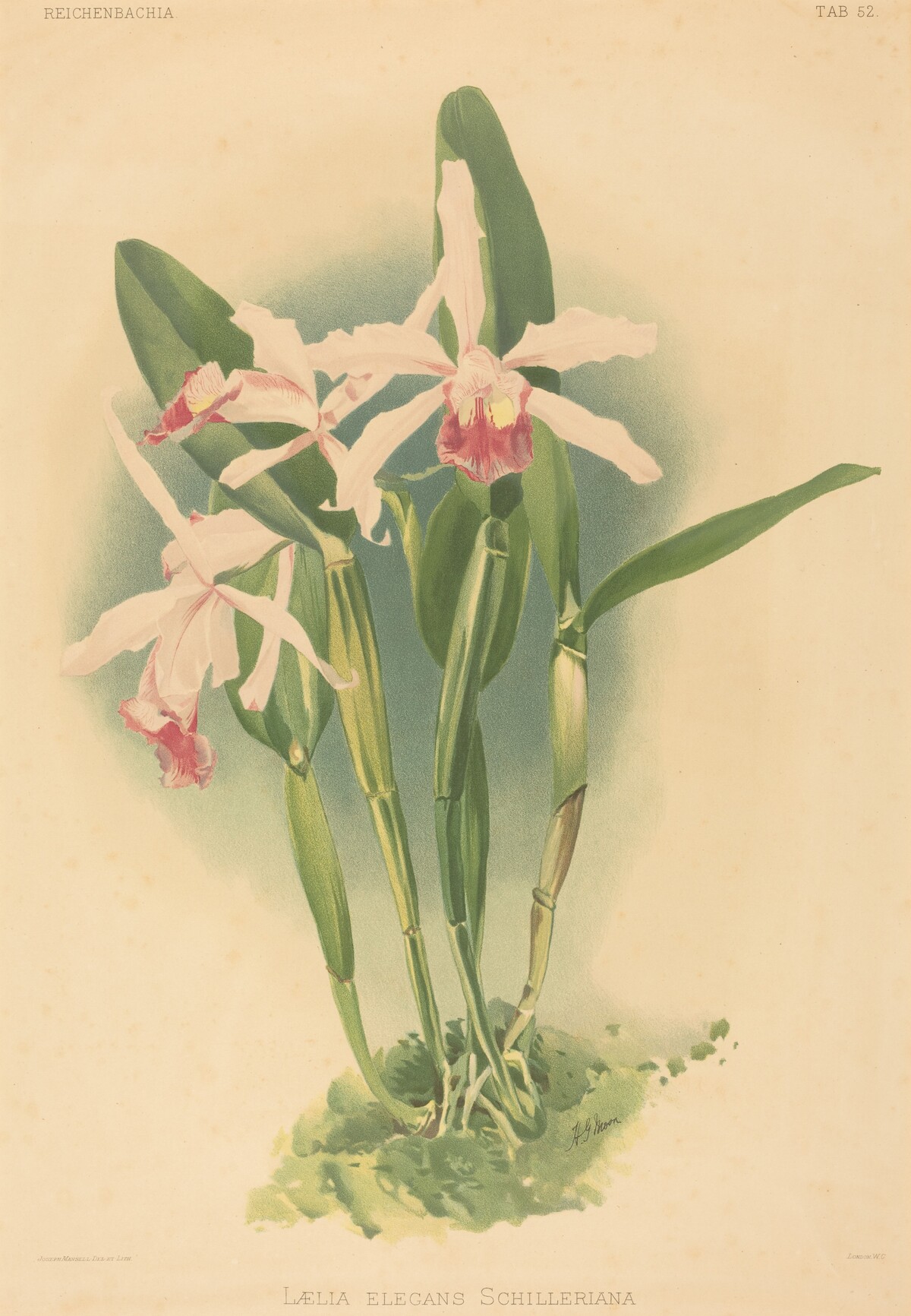 Laelia Elegans Schilleriana by Joseph Mansell after Henry George Moon
