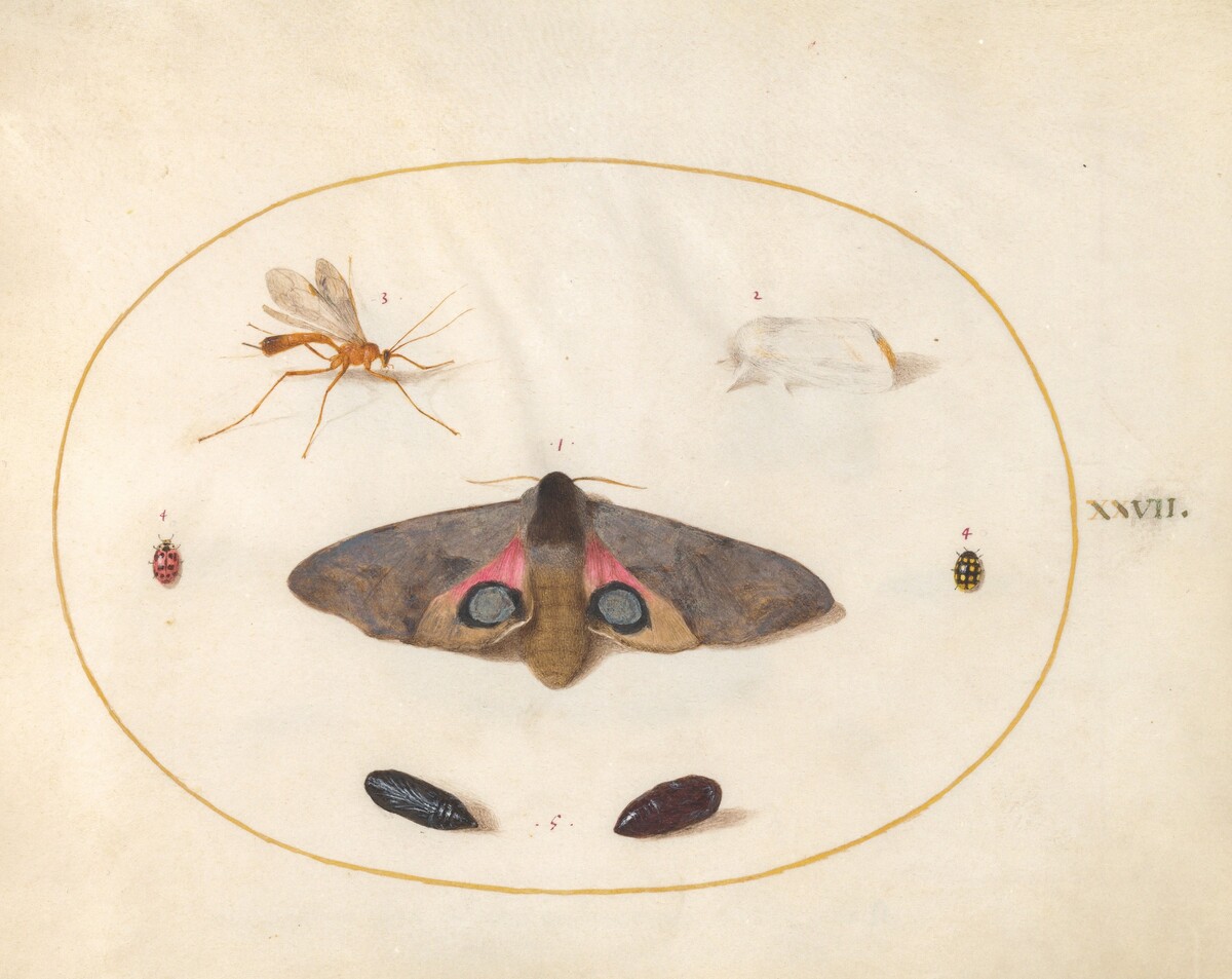 Plate 27: An Eyed Hawk-Moth, Two Chyrsalides, and Other Insects by Joris Hoefnagel