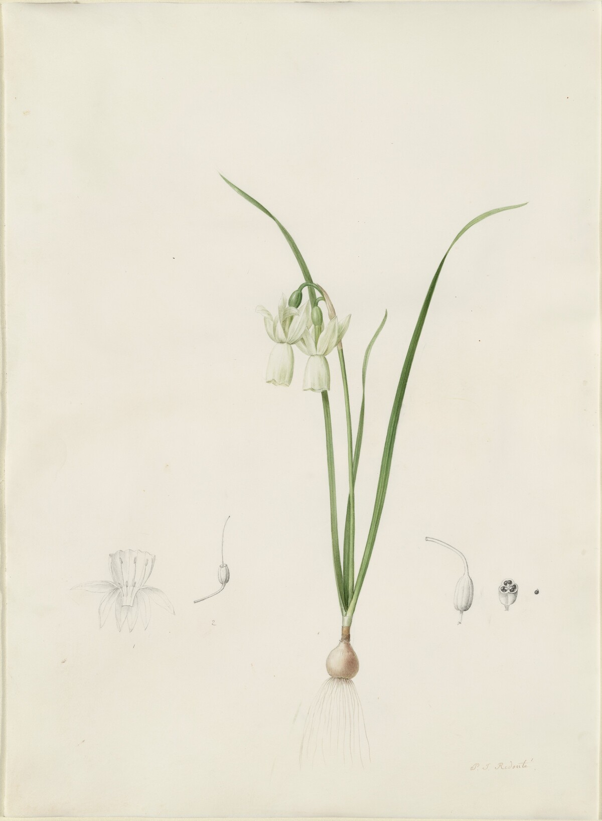 Narcissus calathinus by Pierre Joseph Redouté