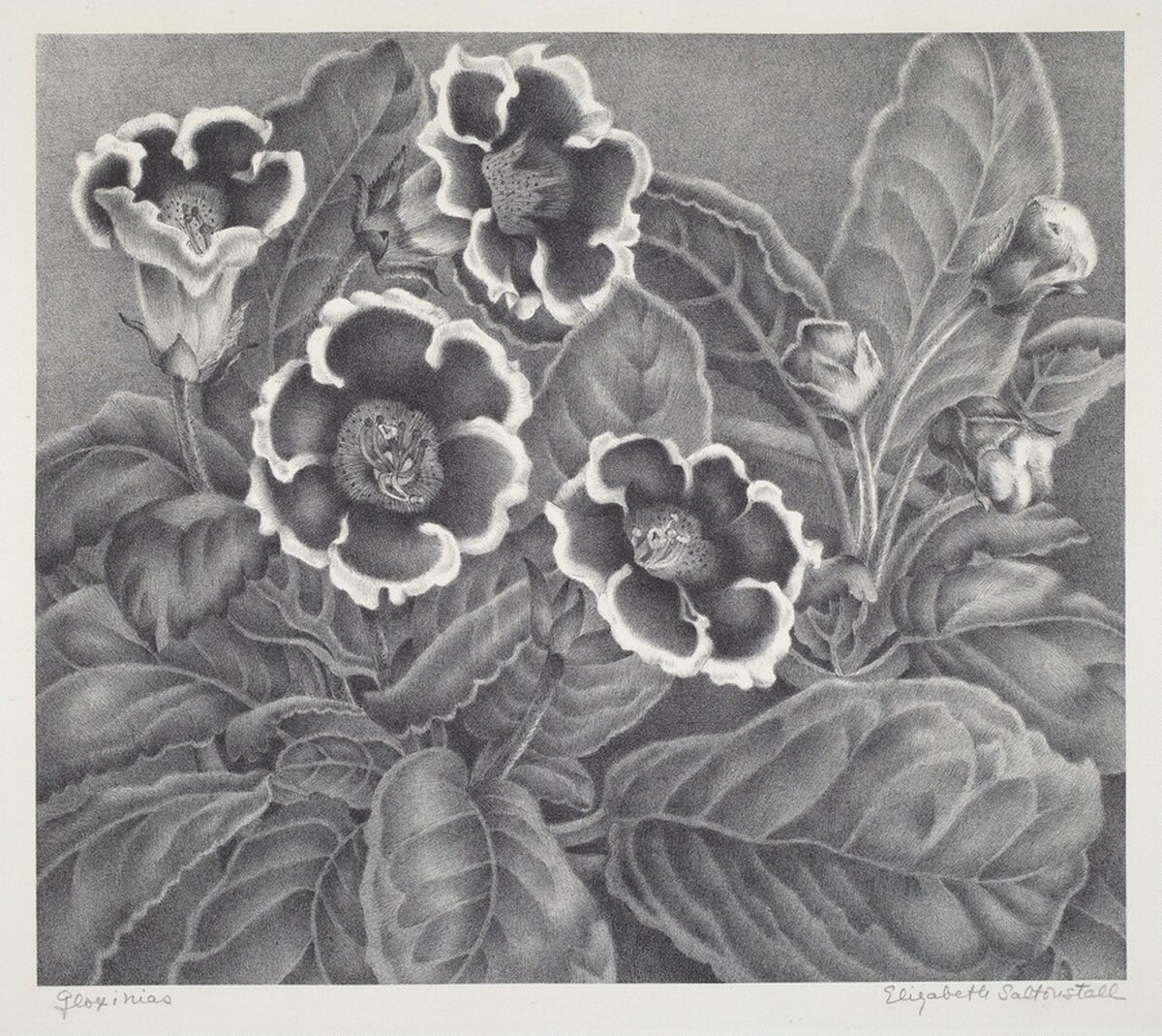 Gloxinias by Elizabeth Saltonstall